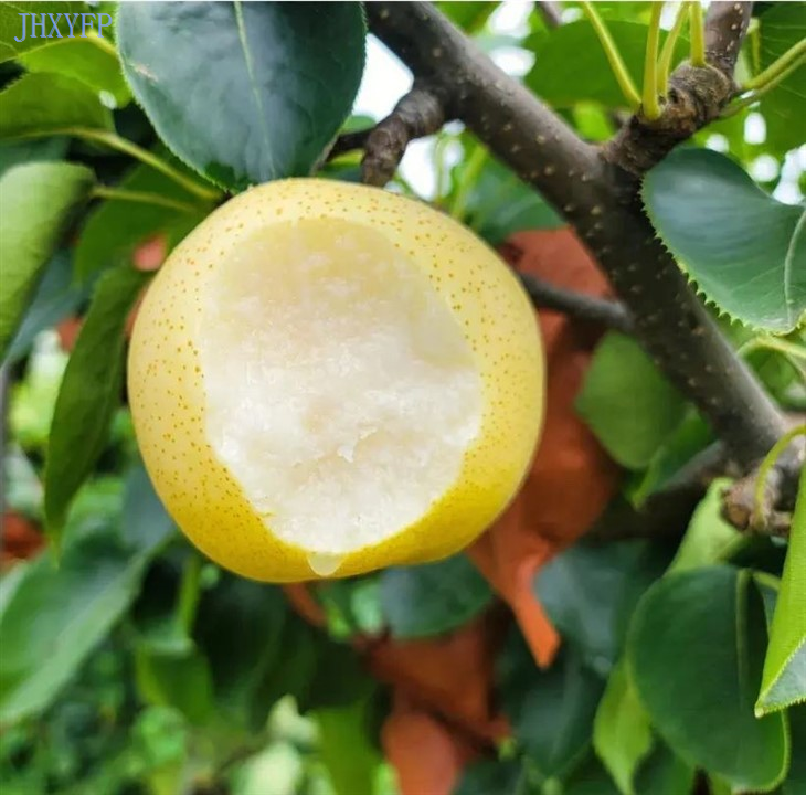 Golden Delicious Pear
